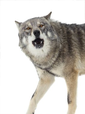 Beyaz arka planda izole edilmiş kış kurt portresi.