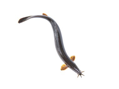 Beyaz zemin üzerinde loach balığı izole.