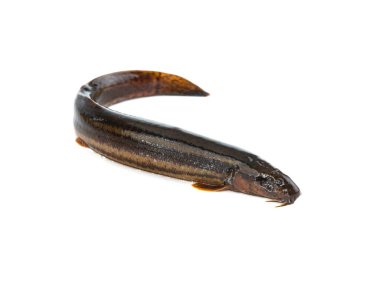 Beyaz zemin üzerinde loach balığı izole.
