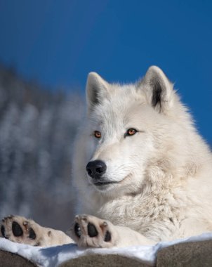 kutup kurdu portresi gökyüzü arka planında