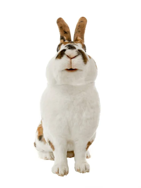 Smiling Spotted Rabbit Isolated White Background — Stock Photo, Image