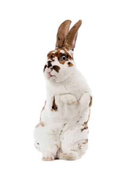 Geflecktes Kaninchen Isoliert Auf Weißem Hintergrund — Stockfoto