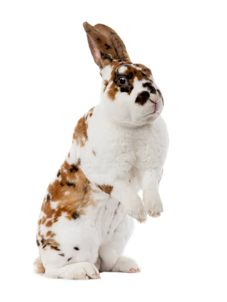 Beyaz Arka Planda Izole Edilmiş Benekli Tavşan — Stok fotoğraf