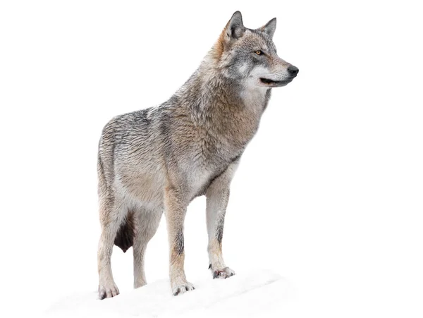 Wolf Staat Sneeuw Geïsoleerd Een Witte Achtergrond — Stockfoto