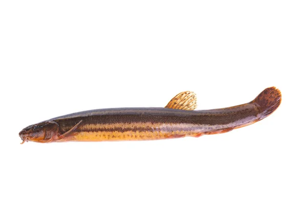 Schmerlenfisch Isoliert Auf Weißem Hintergrund — Stockfoto