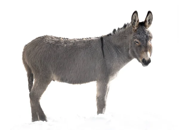 一头驴子站在雪地里 被白色的背景隔开了 — 图库照片