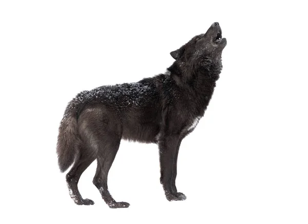 在白色背景下与世隔绝的吼叫的狼冬天 — 图库照片