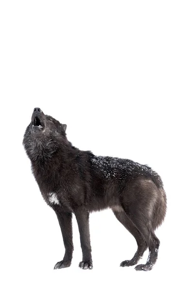 Huilende Wolf Winter Geïsoleerd Een Witte Achtergrond — Stockfoto