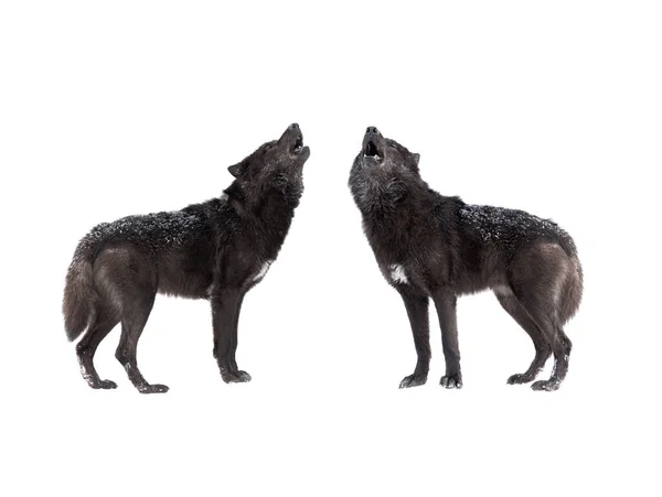 Two Howling Wolf Isolated White Background — Stock Photo, Image