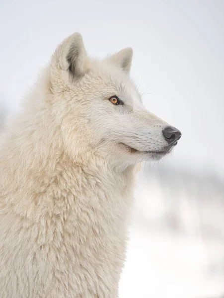 Portrét Polárního Vlka Pozadí Zasněženého Lesa — Stock fotografie