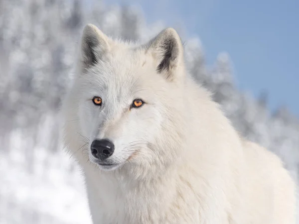 Retrato Lobo Polar Fondo Del Cielo —  Fotos de Stock