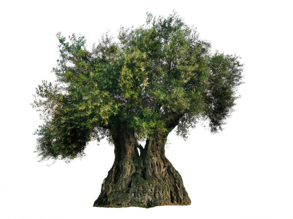 Alter Olivenbaum Isoliert Auf Weißem Hintergrund — Stockfoto