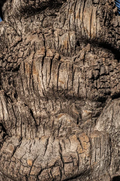 樹皮の質感の背景 樹皮片 — ストック写真