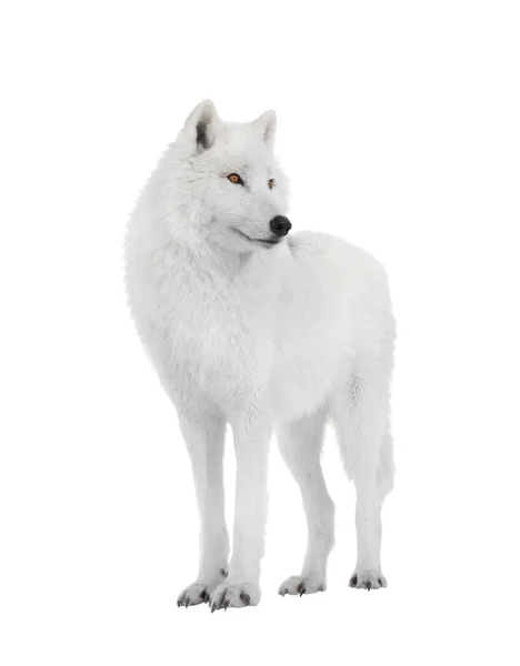 Polar Wolf Isolated White Background — Stock Photo, Image