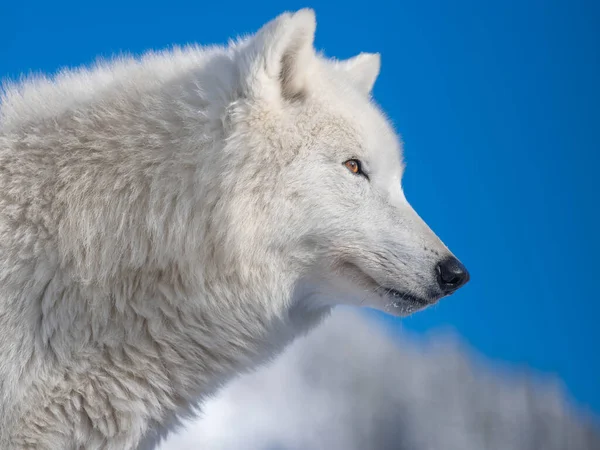 Polär Varg Porträtt Himlen Bakgrund — Stockfoto