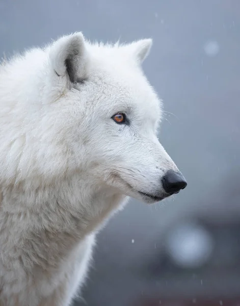 Polar Wolf Stands Backdrop Snowing — Stock Photo, Image