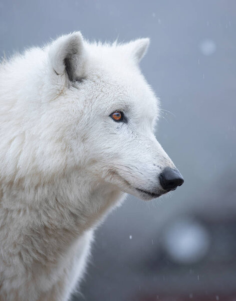 Polar wolf stands against the backdrop of snowing.