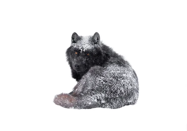 Lobo Canadense Polvilhado Com Neve Jaz Floresta — Fotografia de Stock