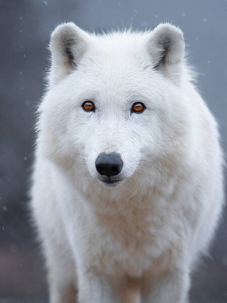 Polar wolf stands against the backdrop of snowing.