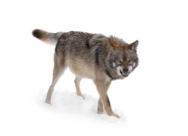 Lobo Gris Con Una Sonrisa Aísla Sobre Fondo Blanco —  Fotos de Stock