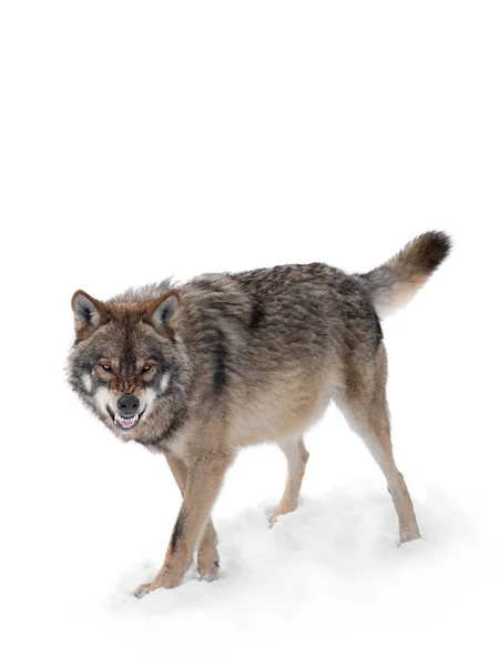 Lobo Gris Con Una Sonrisa Aísla Sobre Fondo Blanco — Foto de Stock