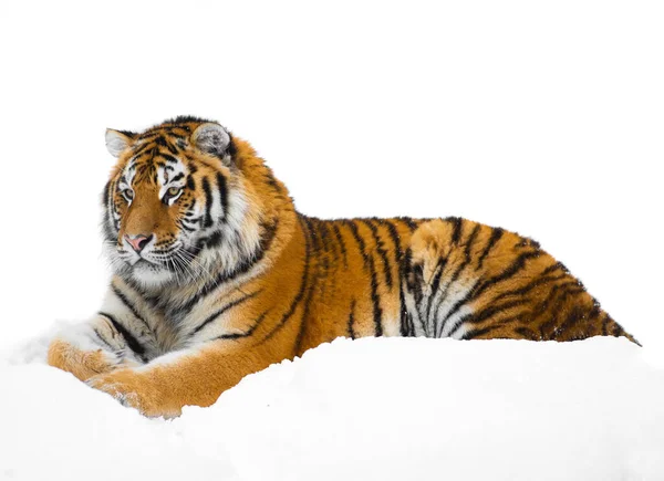 Tigris Fekszik Hóban Télen — Stock Fotó