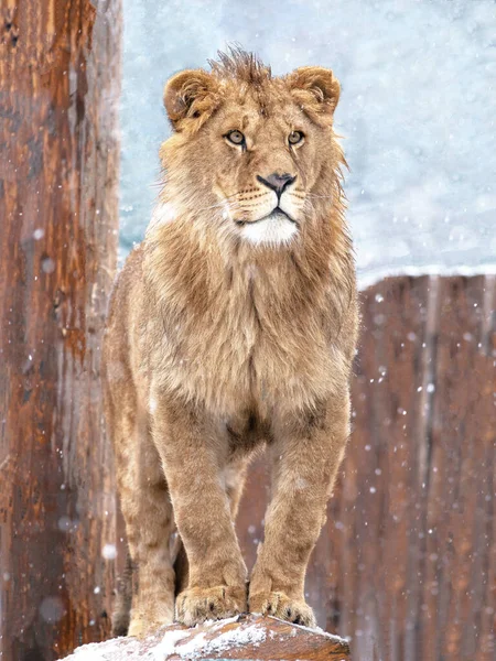 León Levanta Fondo Nieve — Foto de Stock