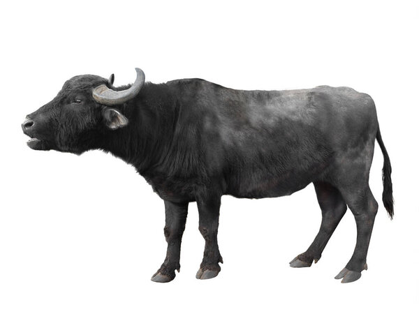 Carpathian buffalo isolated on a white background