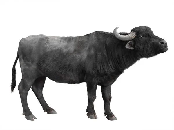 Búfalo Dos Cárpatos Isolado Sobre Fundo Branco — Fotografia de Stock