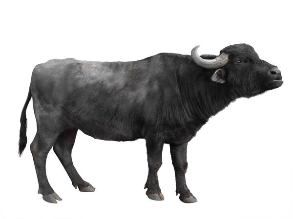 Карпатский буйвол изолирован на белом фоне