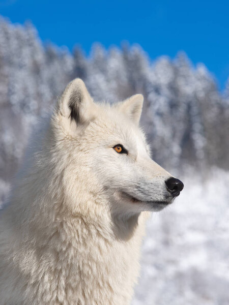 Arctic Wolf on a background of a winter forest.