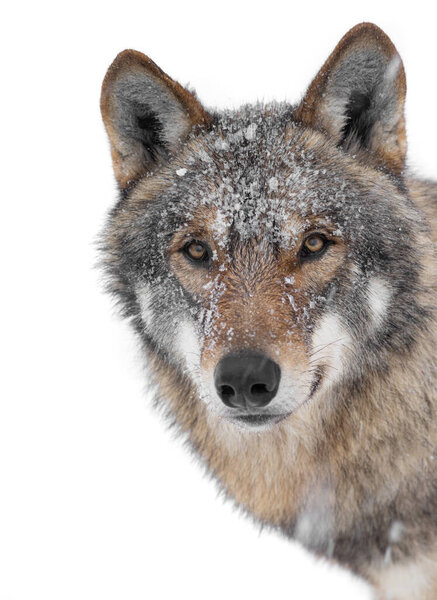 Winter wolf portrait isolated on a white background.