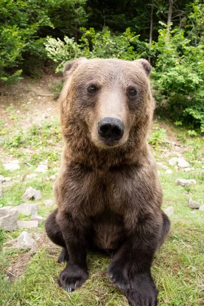 Brunbjörn Står Bakgrunden Skogen Djurliv — Stockfoto