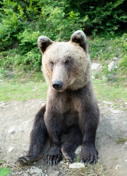 Brunbjörn Står Bakgrunden Skogen Djurliv — Stockfoto