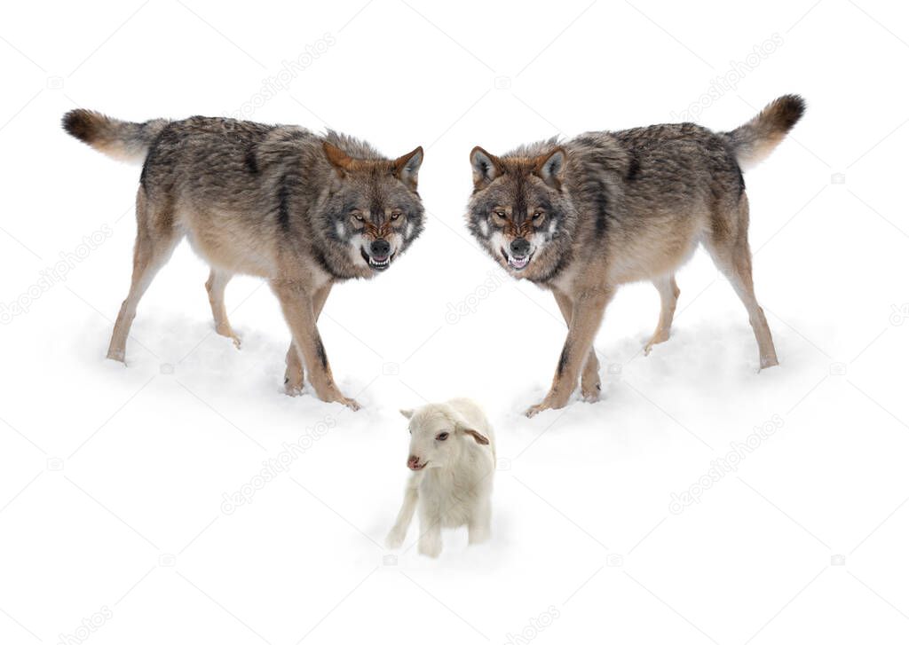 Two wolves with a smile and lambs isolated on a white background.