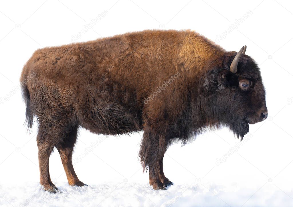 bison stands in the snow isolated on a white background.