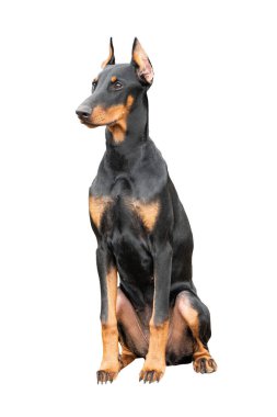 Doberman köpeği beyaz bir arkaplanda izole edilmiş..
