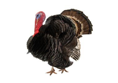 Beyaz arka planda izole edilmiş bronz hindi. 1.5 yıl, ağırlık 12 kilogram..