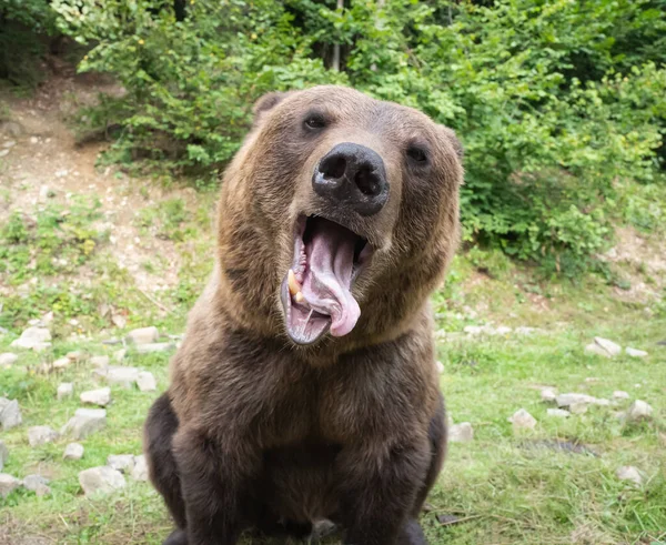 Portrait Bear Its Tongue Hanging Out Wild Forest — Stock Photo, Image