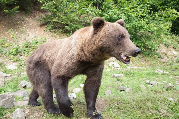 Orso Bruno Trova Sullo Sfondo Della Fauna Selvatica Della Foresta — Foto Stock