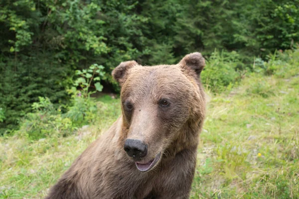 熊在野外森林背景下的肖像 — 图库照片