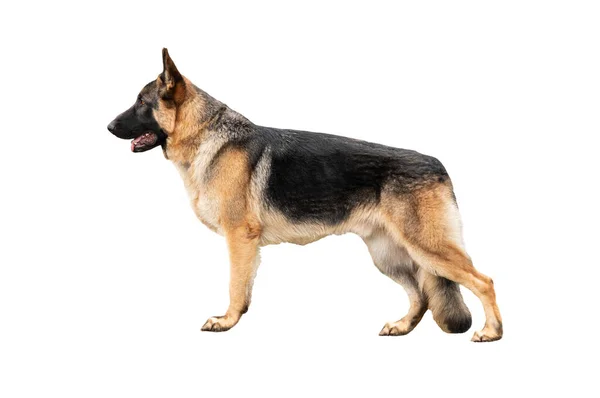 German Shepherd Stand Isolated White Background — Stock Photo, Image