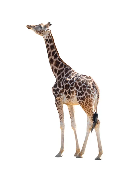 Giraffa Isolata Fondo Bianco — Foto Stock