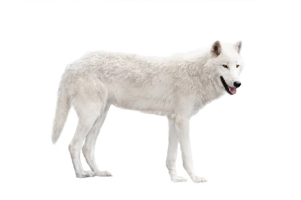 Polaire Wolf Geïsoleerd Witte Achtergrond — Stockfoto