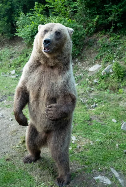 Brunbjörn Står Bakgrunden Skogen Djurliv — Stockfoto