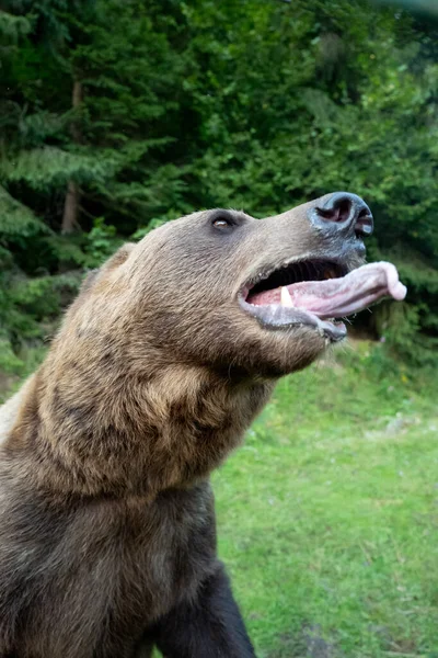 Oso Abrió Boca Advirtió Persona Sobre Ataque — Foto de Stock