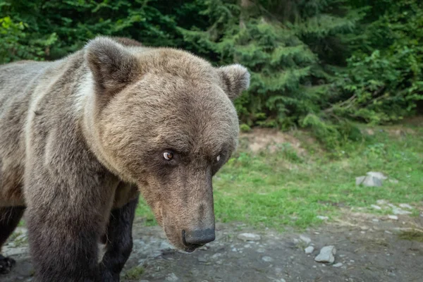 Urso Hostil Fica Fundo Uma Floresta Selvagem — Fotografia de Stock