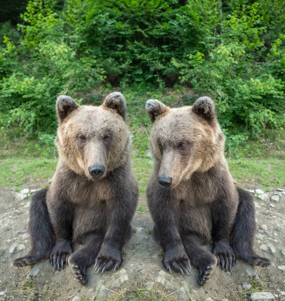 Δύο Αρκούδες Κάθονται Ένα Ξέφωτο Στο Άγριο Δάσος — Φωτογραφία Αρχείου