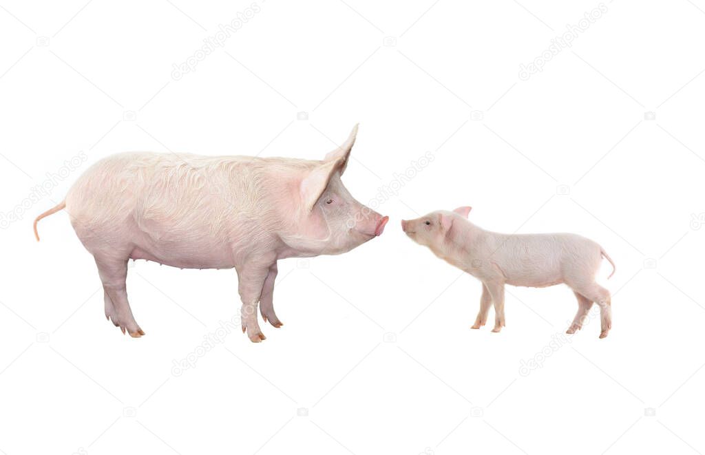 big pig and piglet isolated on white background       
