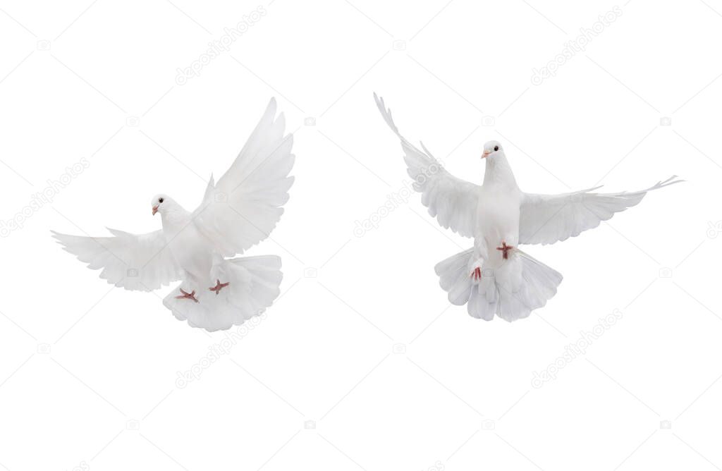 two free flying white dove isolated on a white background